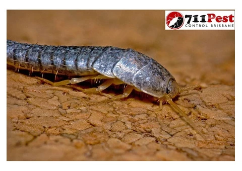 711 Silverfish Control Brisbane - 2/2