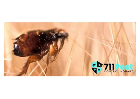 711 Flea Removal Hobart