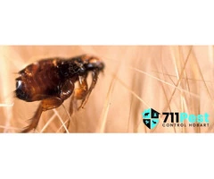 711 Flea Removal Hobart