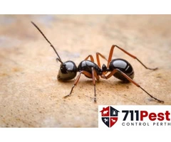 711 Ant Control Perth
