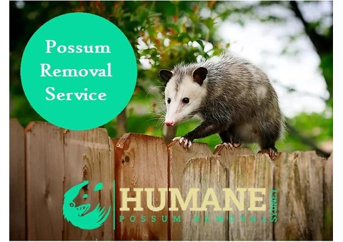 Humane Possum Removal Newcastle - 1/7