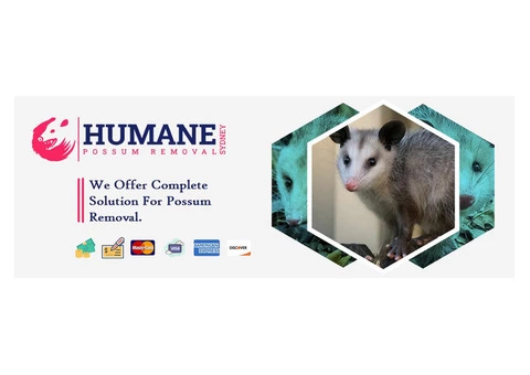 Humane Possum Removal Newcastle - 3/7