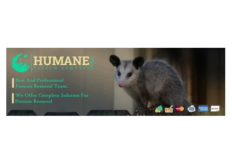 Humane Possum Removal Newcastle - 5/7