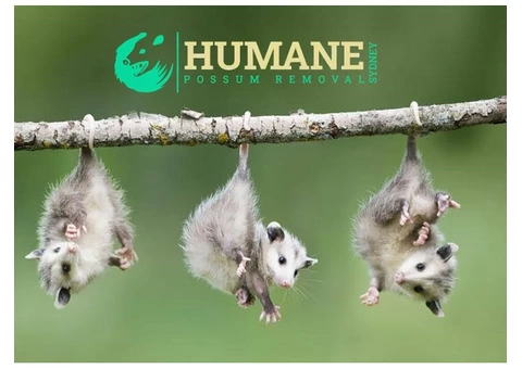 Humane Possum Removal Newcastle - 6/7