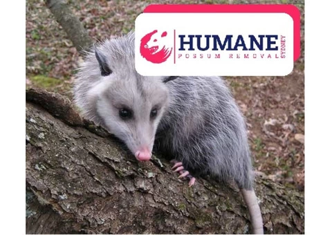 Humane Possum Removal Newcastle - 7/7