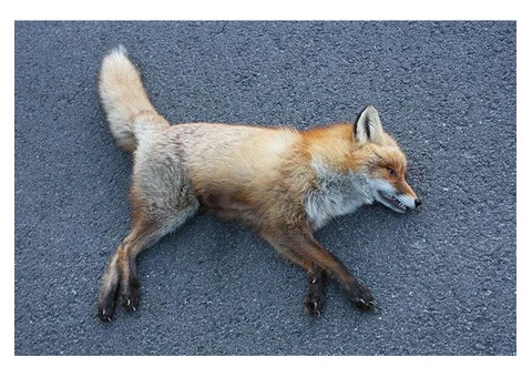 David's Dead Pet Removal Hobart - 2/7