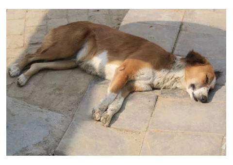 David's Dead Pet Removal Hobart - 3/7