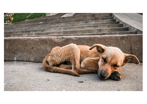 David's Dead Pet Removal Hobart - 4/7