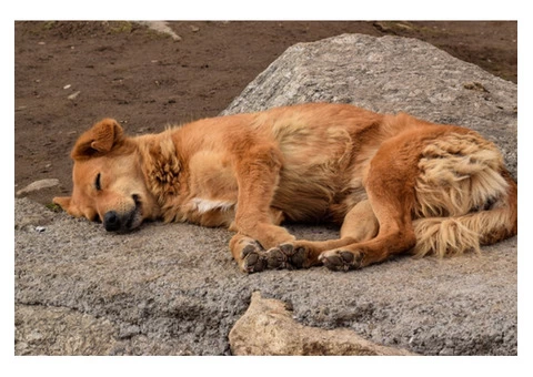 David's Dead Pet Removal Hobart - 5/7