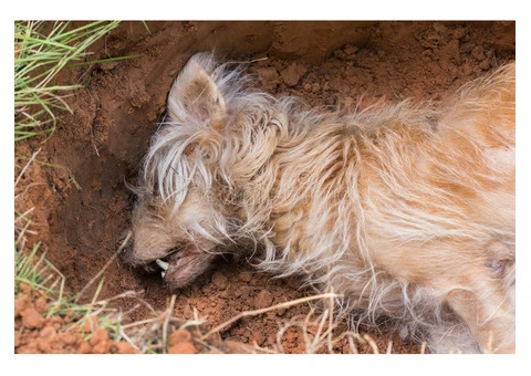 David's Dead Pet Removal Hobart - 6/7