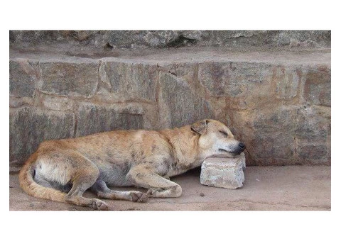 David's Dead Pet Removal Hobart - 7/7