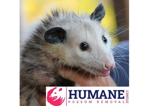 Humane Possum Removal Blue Mountains