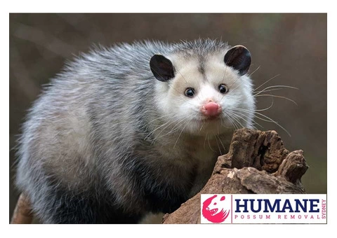 Humane Possum Removal Sutherland Shire - 1/3