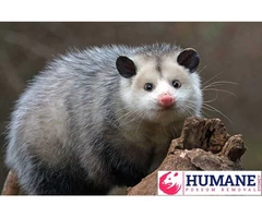 Humane Possum Removal Sutherland Shire