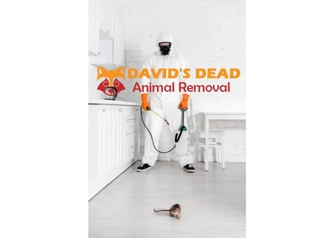 David's Dead Mice Removal Hobart - 1/7