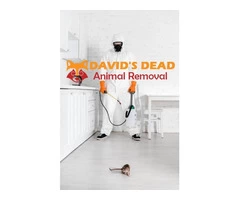 David's Dead Mice Removal Hobart