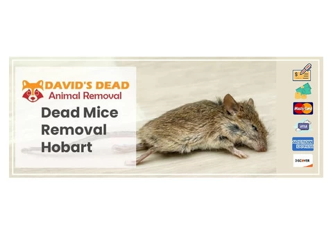 David's Dead Mice Removal Hobart - 3/7