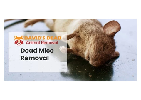 David's Dead Mice Removal Hobart - 4/7