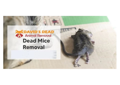 David's Dead Mice Removal Hobart - 5/7