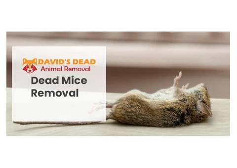 David's Dead Mice Removal Hobart - 6/7