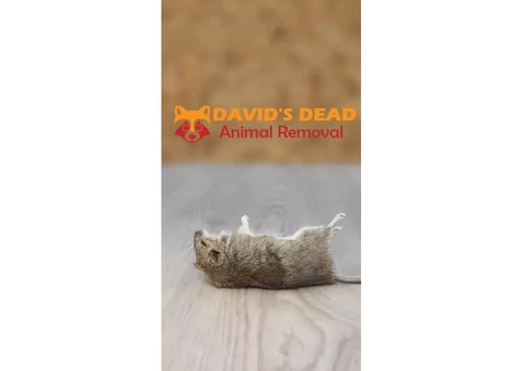 David's Dead Mice Removal Hobart - 7/7