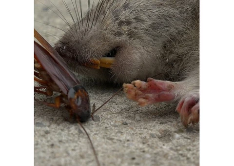 Flatline Pest Control - End of Lease Pest Control Central Coast