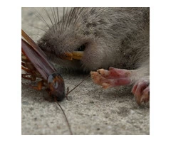 Flatline Pest Control - End of Lease Pest Control Central Coast