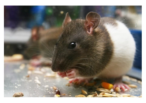 Rodent Control Brisbane - 2/2