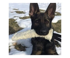 Dog shop in Australia