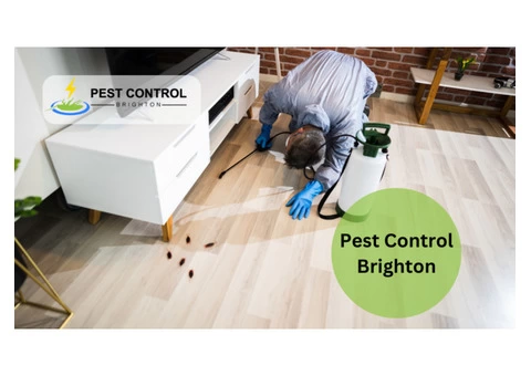 Pest Control Brighton