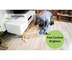 Pest Control Brighton