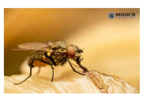 Mick's Flies Control Brisbane - 2/2