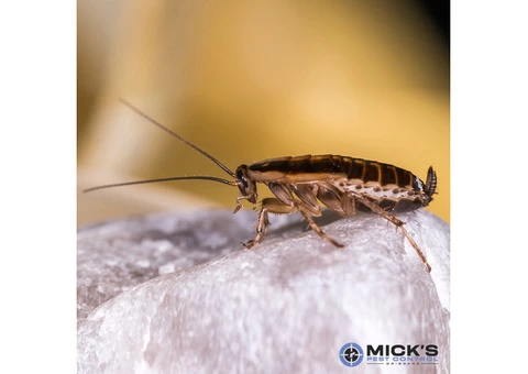 Mick's Cockroach Control Brisbane - 2/3