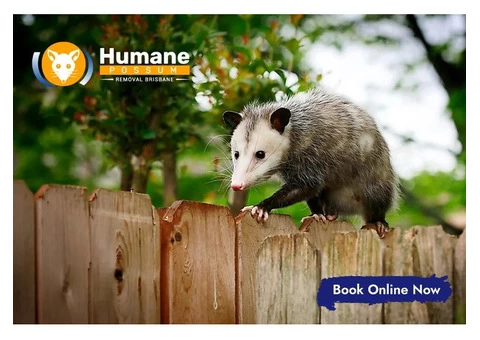 Humane Possum Removal Inala - 1/8