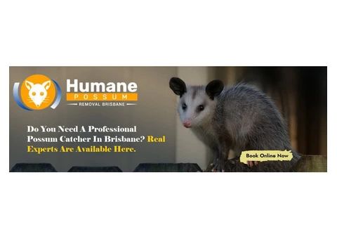 Humane Possum Removal Inala - 3/8