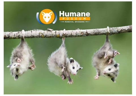 Humane Possum Removal Inala - 7/8