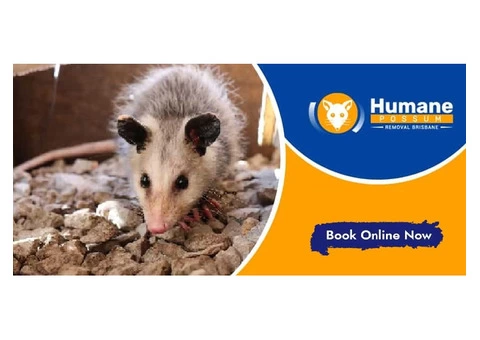 Humane Possum Removal Hope Island - 5/8