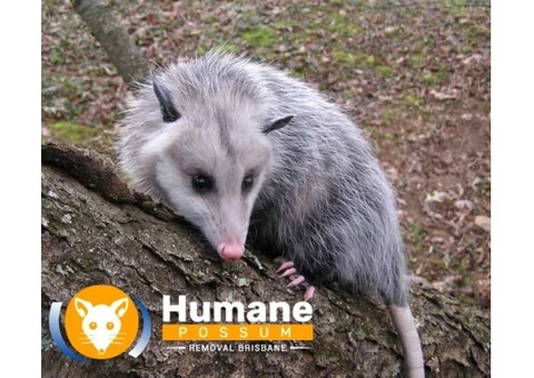Humane Possum Removal Hope Island - 7/8