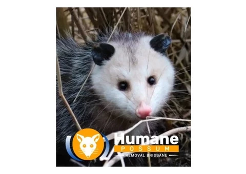 Humane Possum Removal Hope Island - 8/8