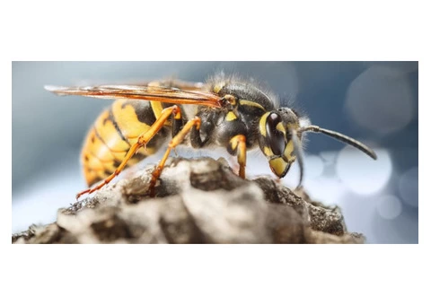 Goode Wasp Removal Sydney - 2/2