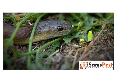SAMS Snake Control Sydney - 2/2