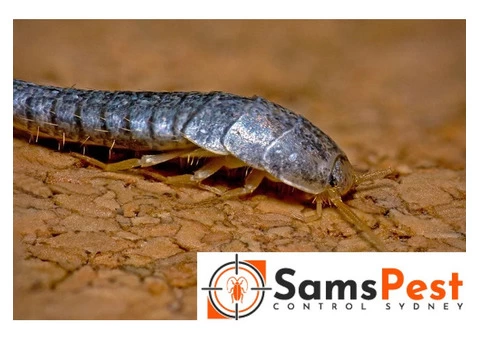 SAMS Silverfish Control Sydney - 2/2