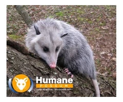 Humane Possum Removal Gilston
