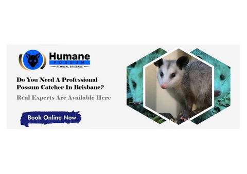 Humane Possum Removal Gilston - 4/7