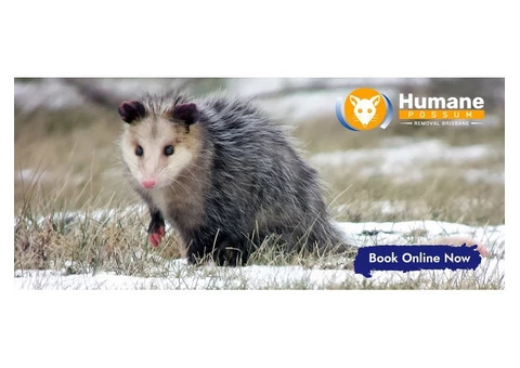 Humane Possum Removal Gilston - 6/7