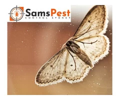 SAMS Moth Control Sydney