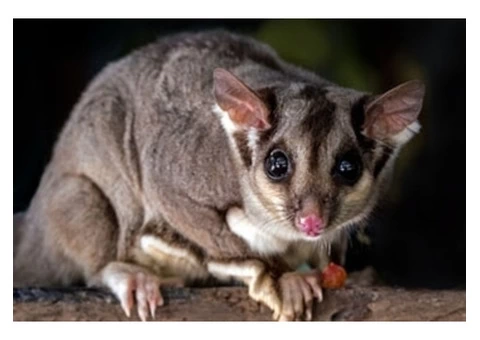 Humane Possum Removal Gold Coast - 2/7