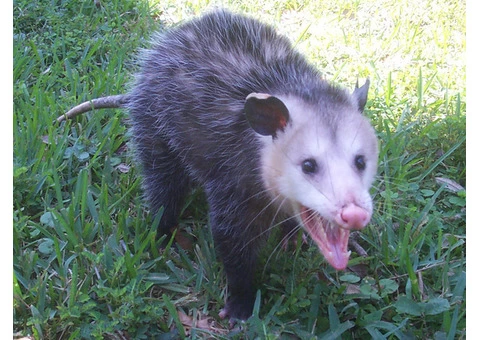Humane Possum Removal Sunshine Coast - 4/7
