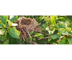 Quick and Efficient Birds Nest Removal Services