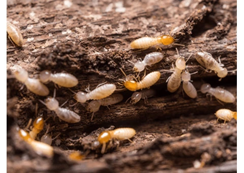 711 Pest Control Melbourne - 3/8